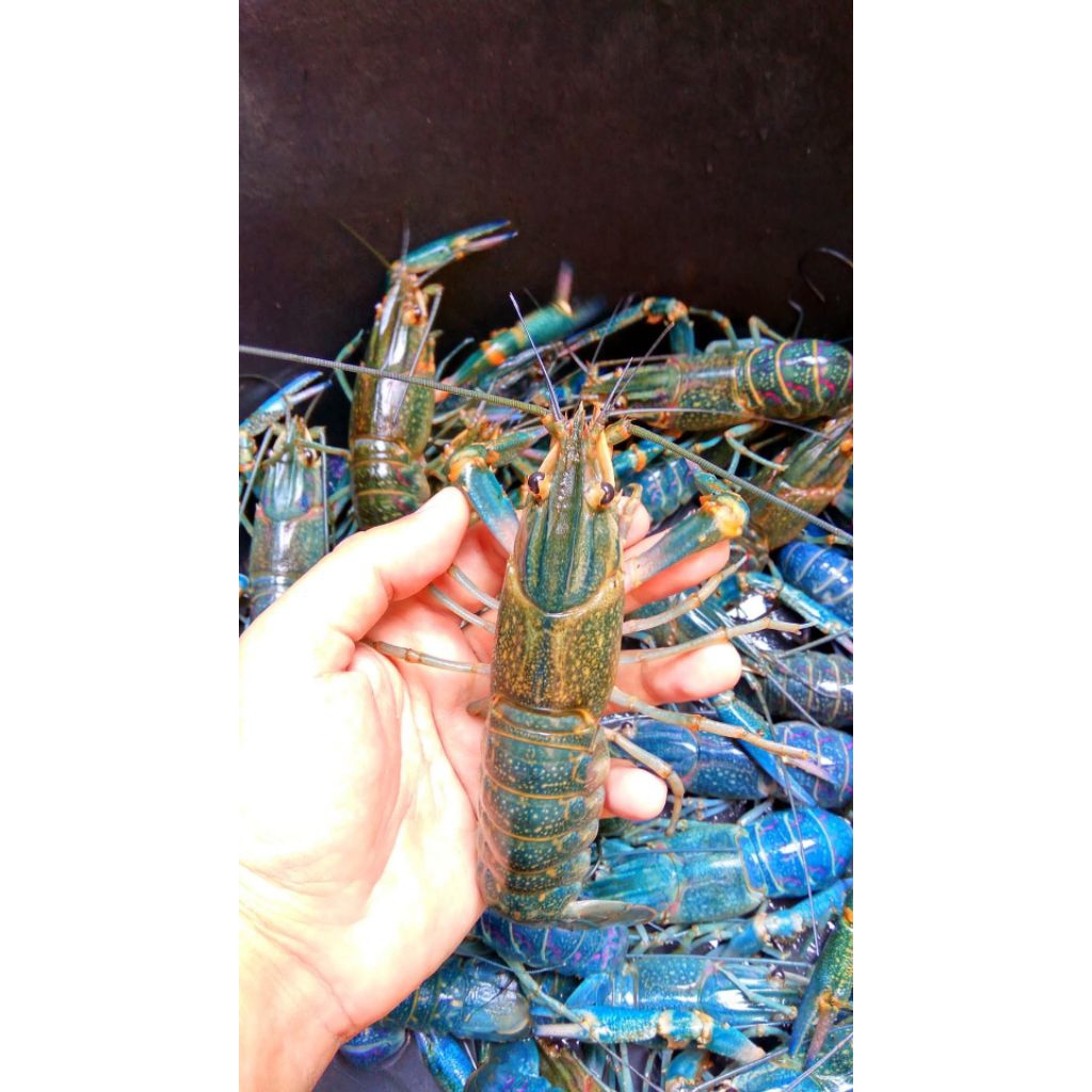 Paket Indukan Lobster Air Tawar