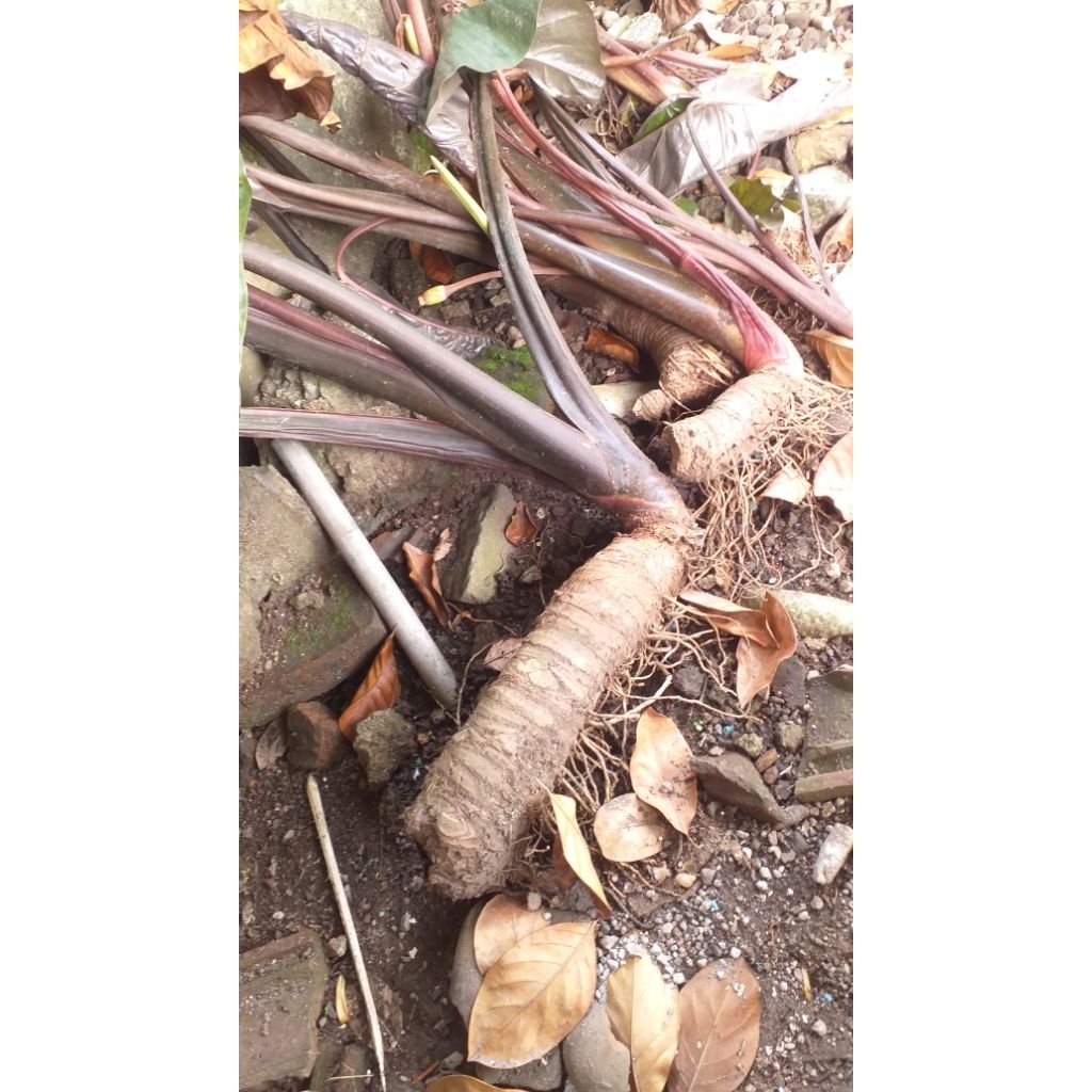 Umbi Lompong UNGU isi 6 Besar Kecil