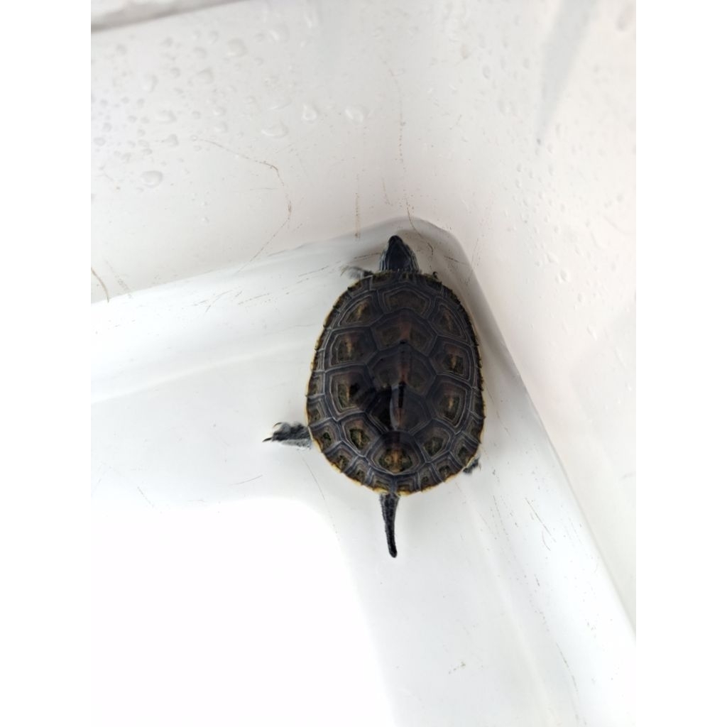 kura kura ocadia sinensis ukuran±8cm cb lokal