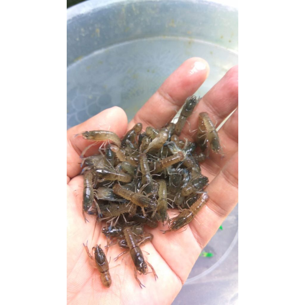Bibit / Benih Lobster Air Tawar