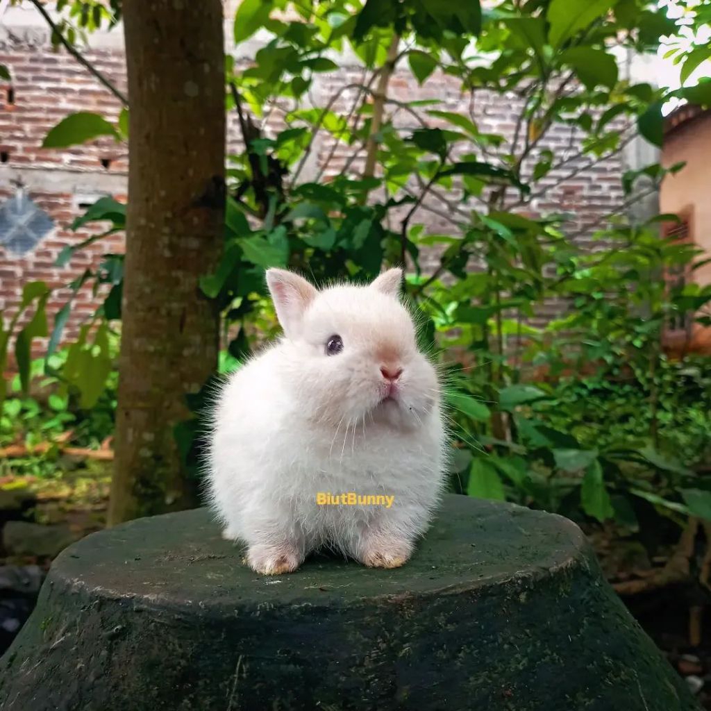 Anakan Kelinci Hias Mini Netherland Dwarf Special Colour Cream