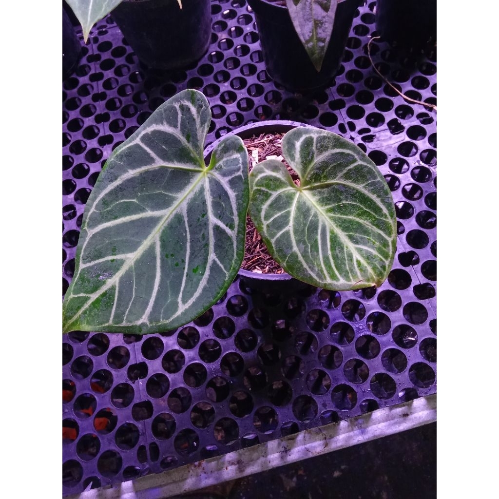 Anthurium regale x dorayaki