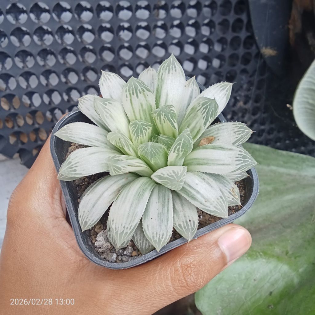 Haworthia cooperi silver swirl
