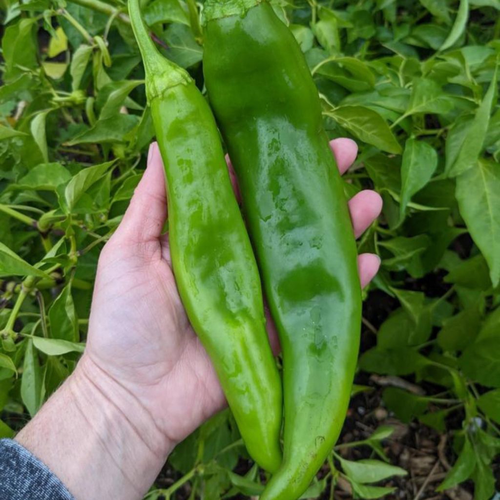 BIJI BENIH CABAI HIJAU BESAR HIBRIDA PERTIWI