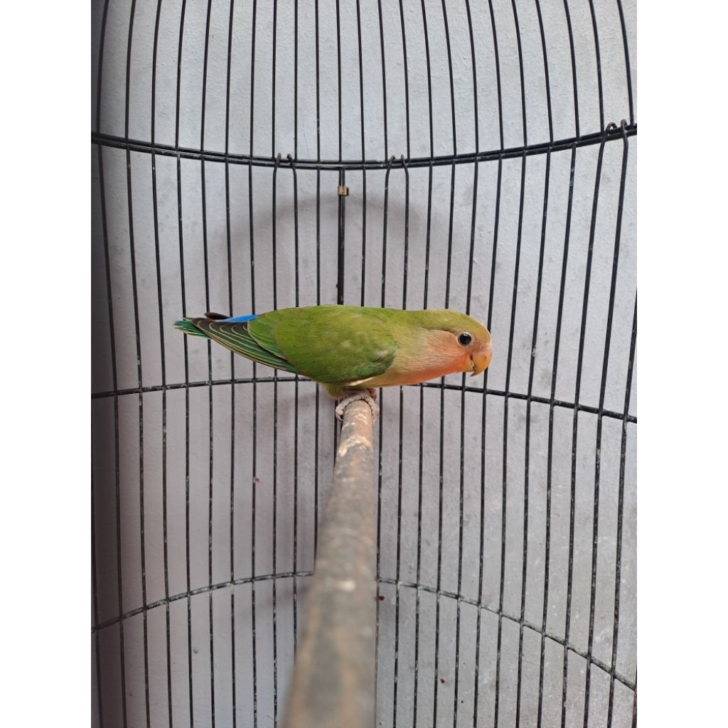 Lovebird Paud Nonklep (NK) Green