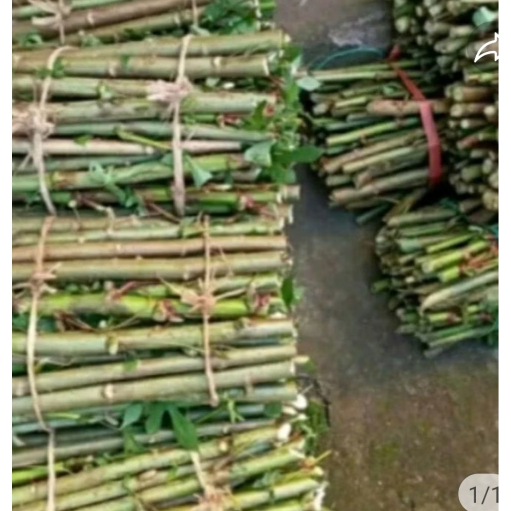 singkong papua/tela papua