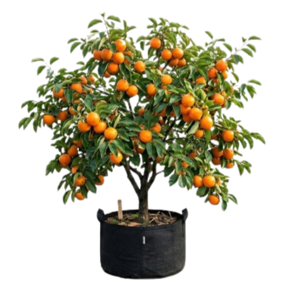 Bibit Tanaman Buah Kesemek Jepang / Kesemek Unggul