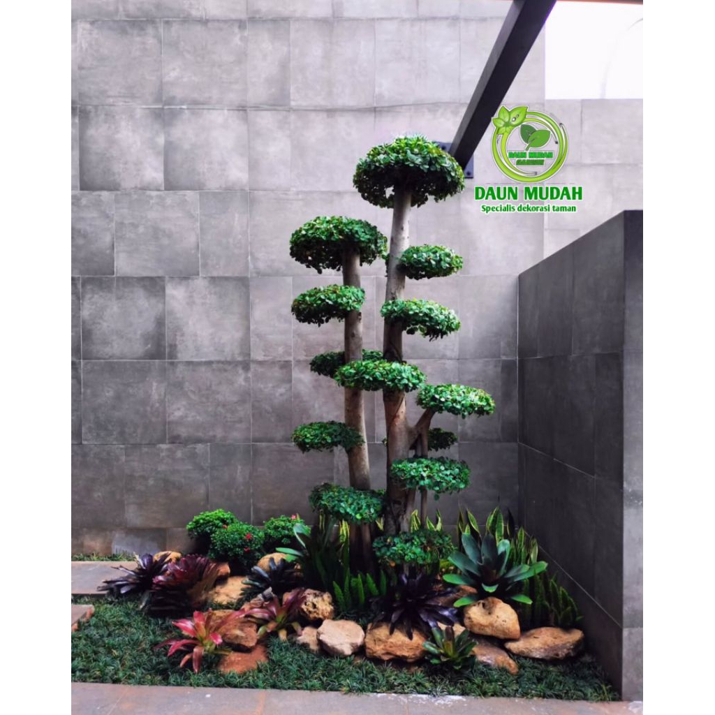 taman bonsai dolar mikro / taman outdoor