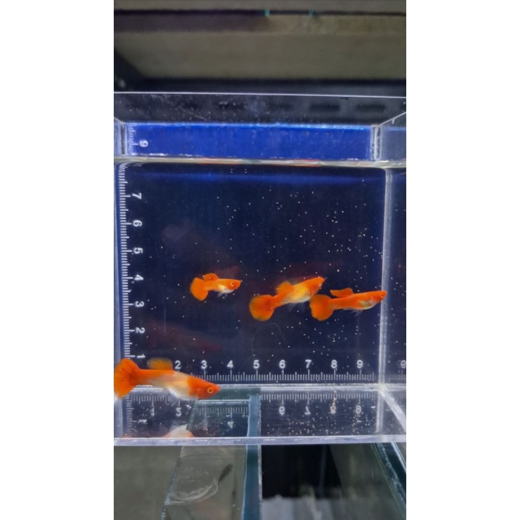 Hiasan Guppy indukan albino koi Gen red Ear