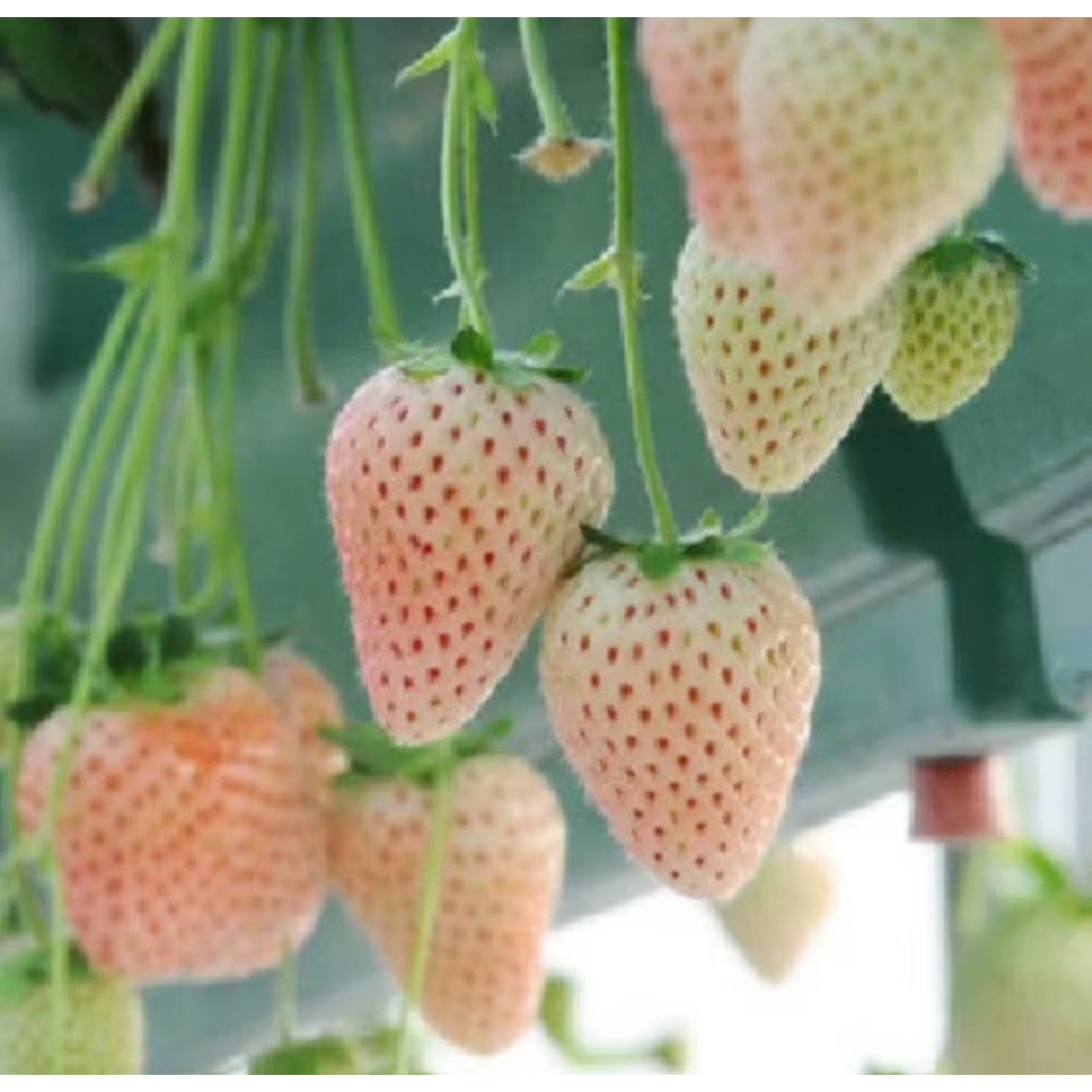BISA COD - Strawberry Putih 10 biji bibit seed Benih Strawberry Putih Bibit Stroberi