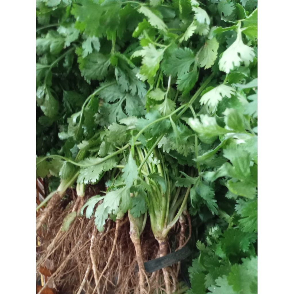 Sayur Daun Ketumbar  / Coriander / Cilantro / Wansui segar