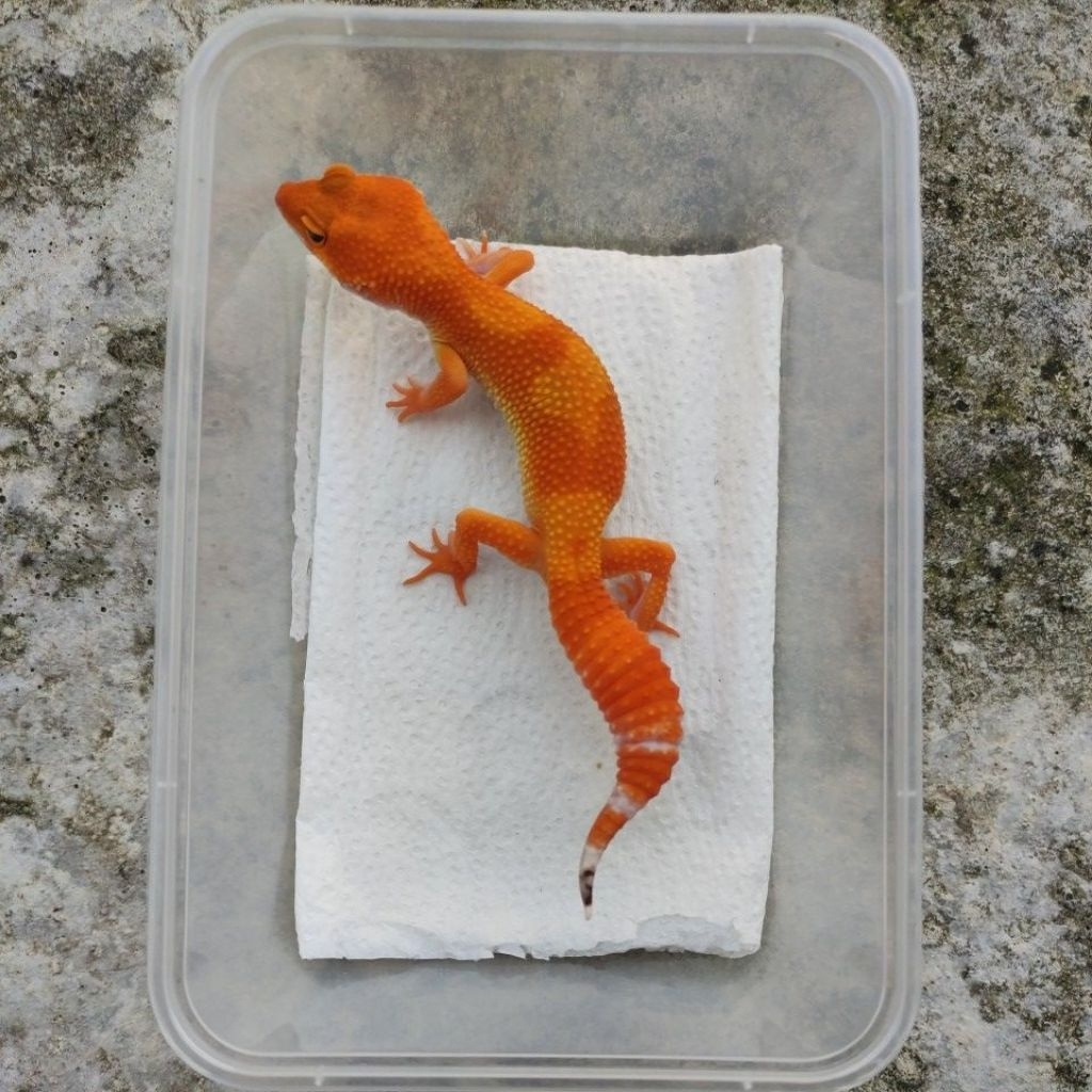 MAINAN ANAK GECKO JUVE_SHTCTB FEMALE