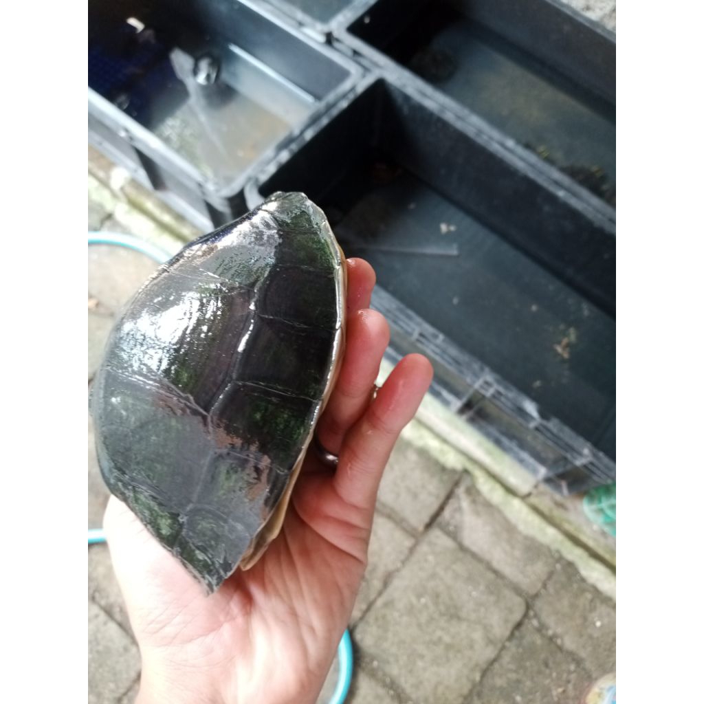 Ambon batok medium FREE PELET BERGARANSI 100%