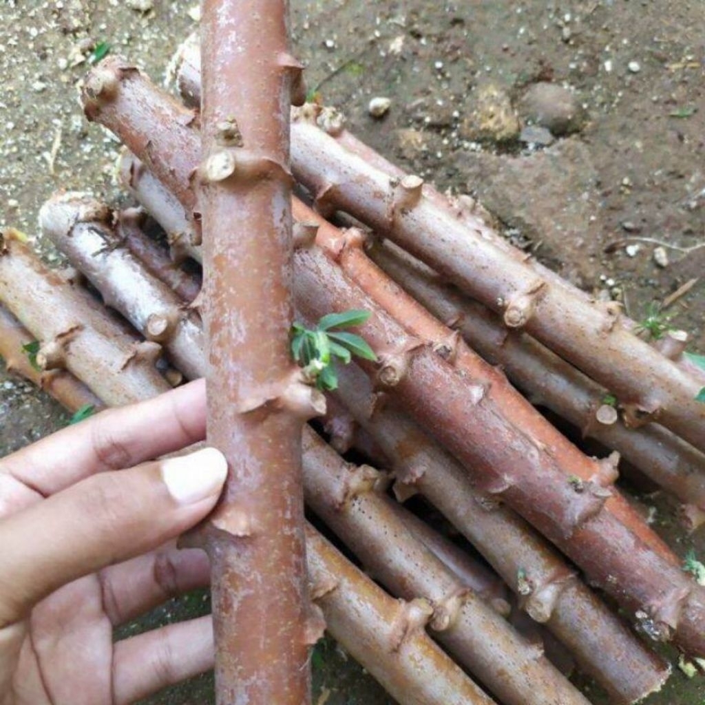 16 batang bibit ketela mentega