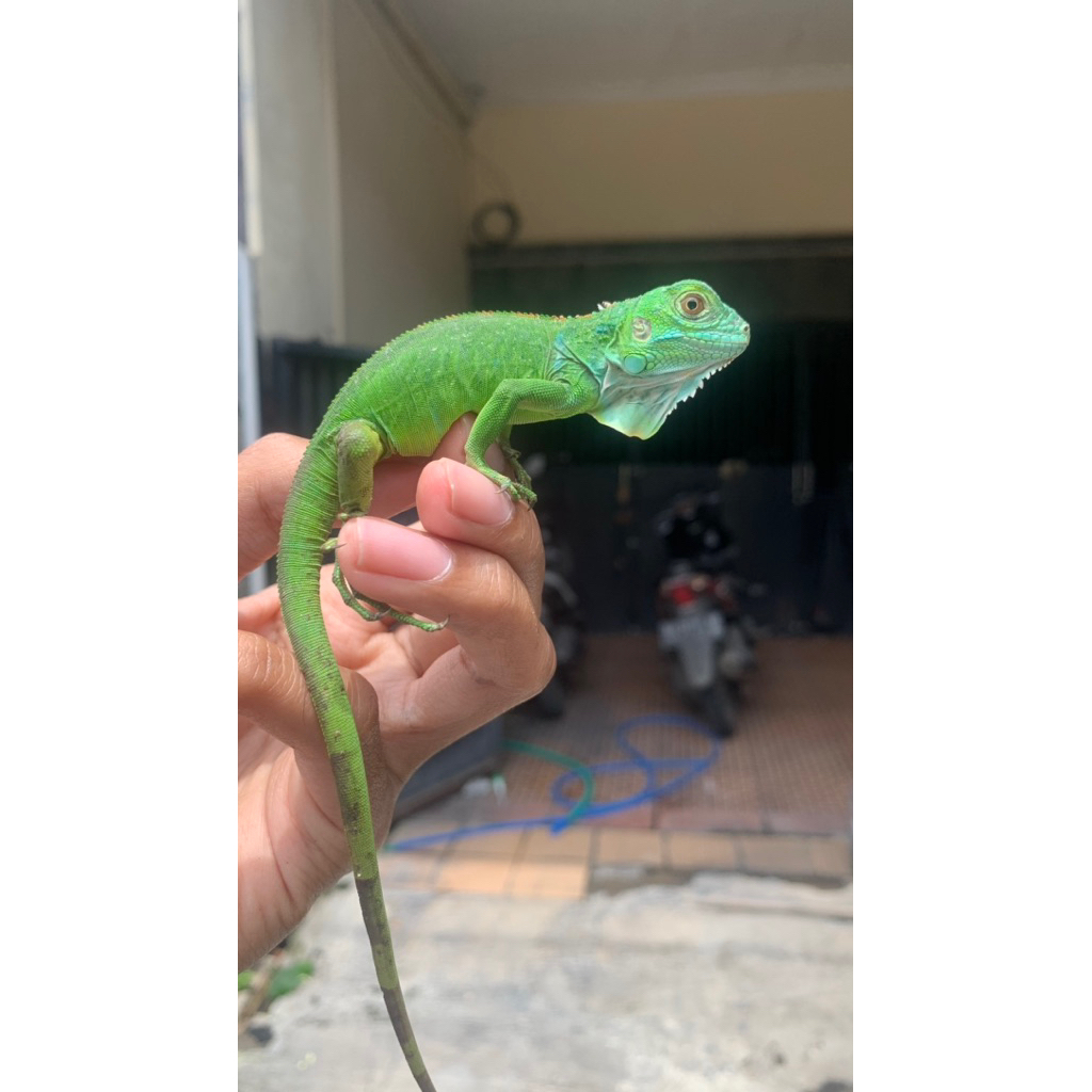 Baby Up Iguana Green Het Axanthic (Blue)