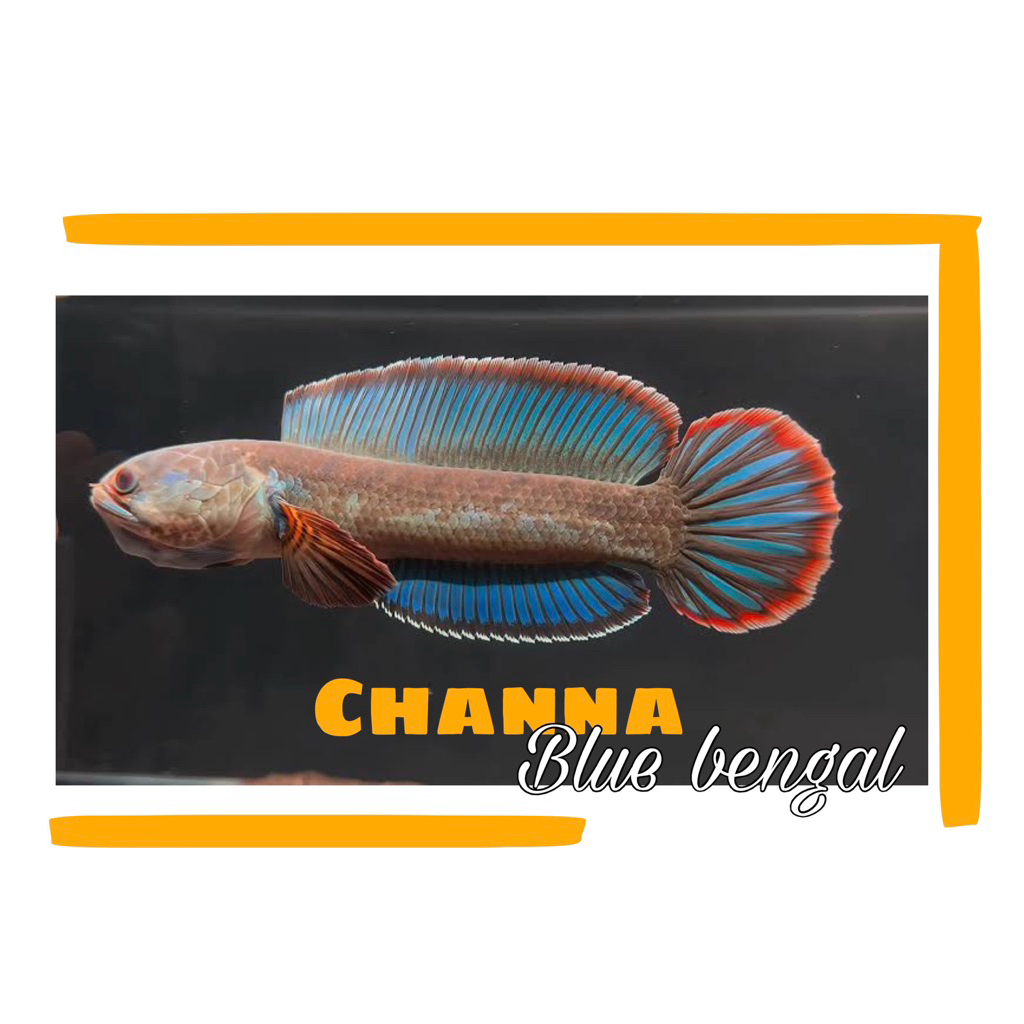 Blue Bengal Kualitas