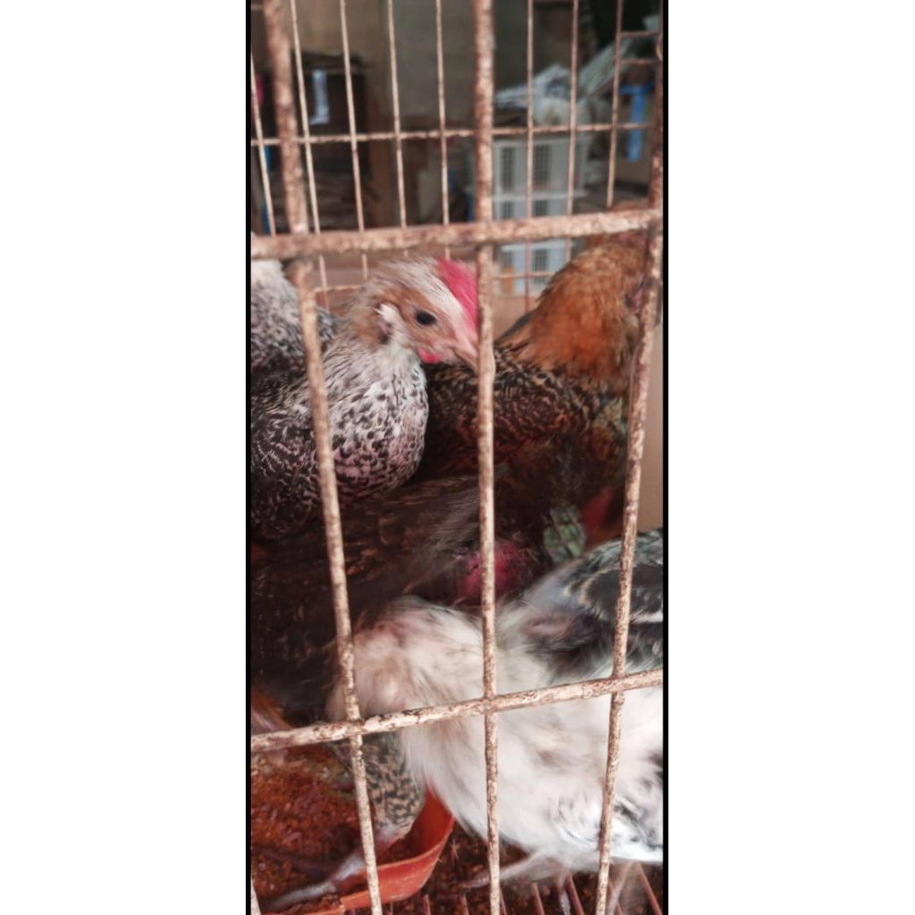 Ayam petelur Arab Betina usia 7-8 minggu
