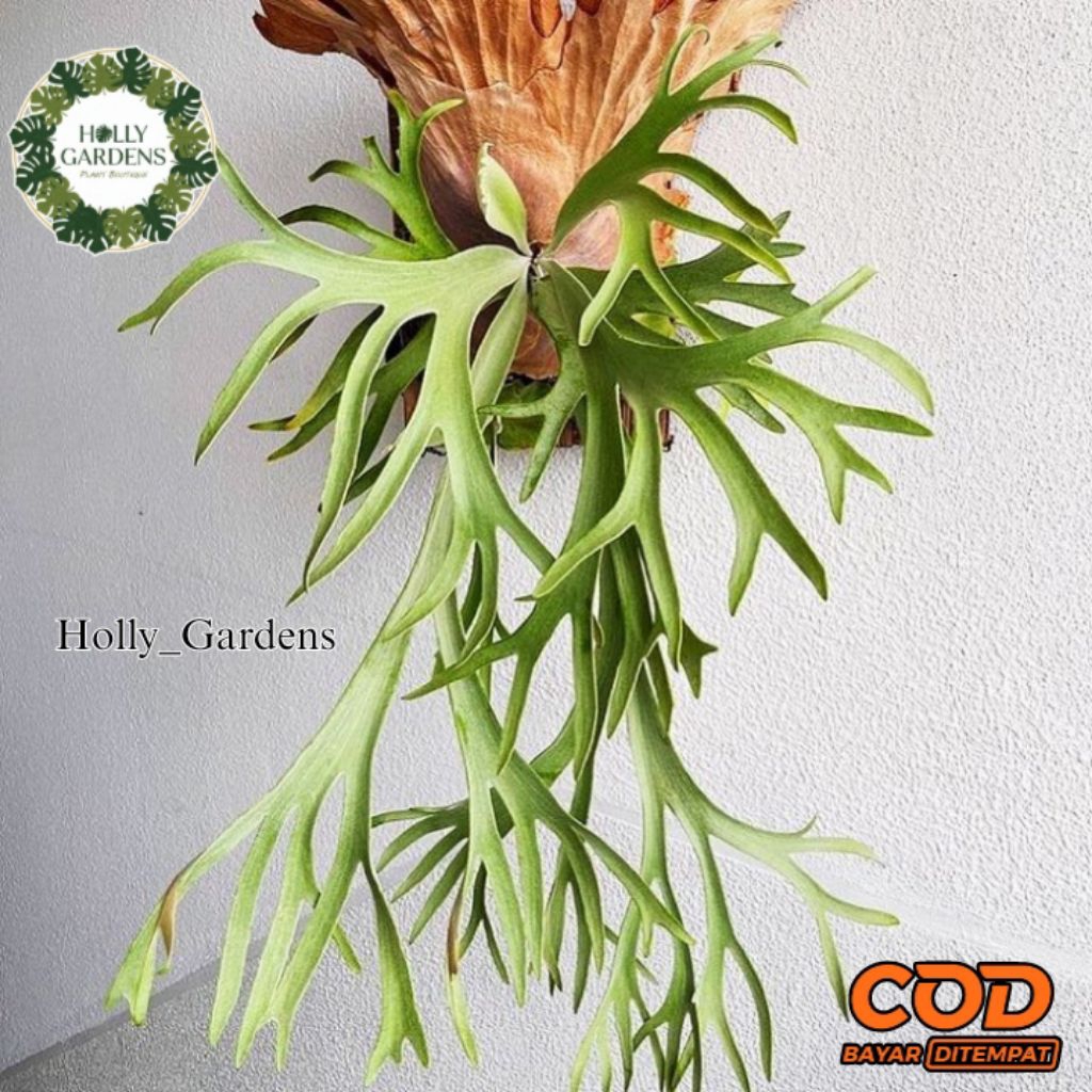 Tanaman Hias Platycerium Wilincki Simbar Tanduk Rusa Ukuran Jumbo, Mudah Dirawat