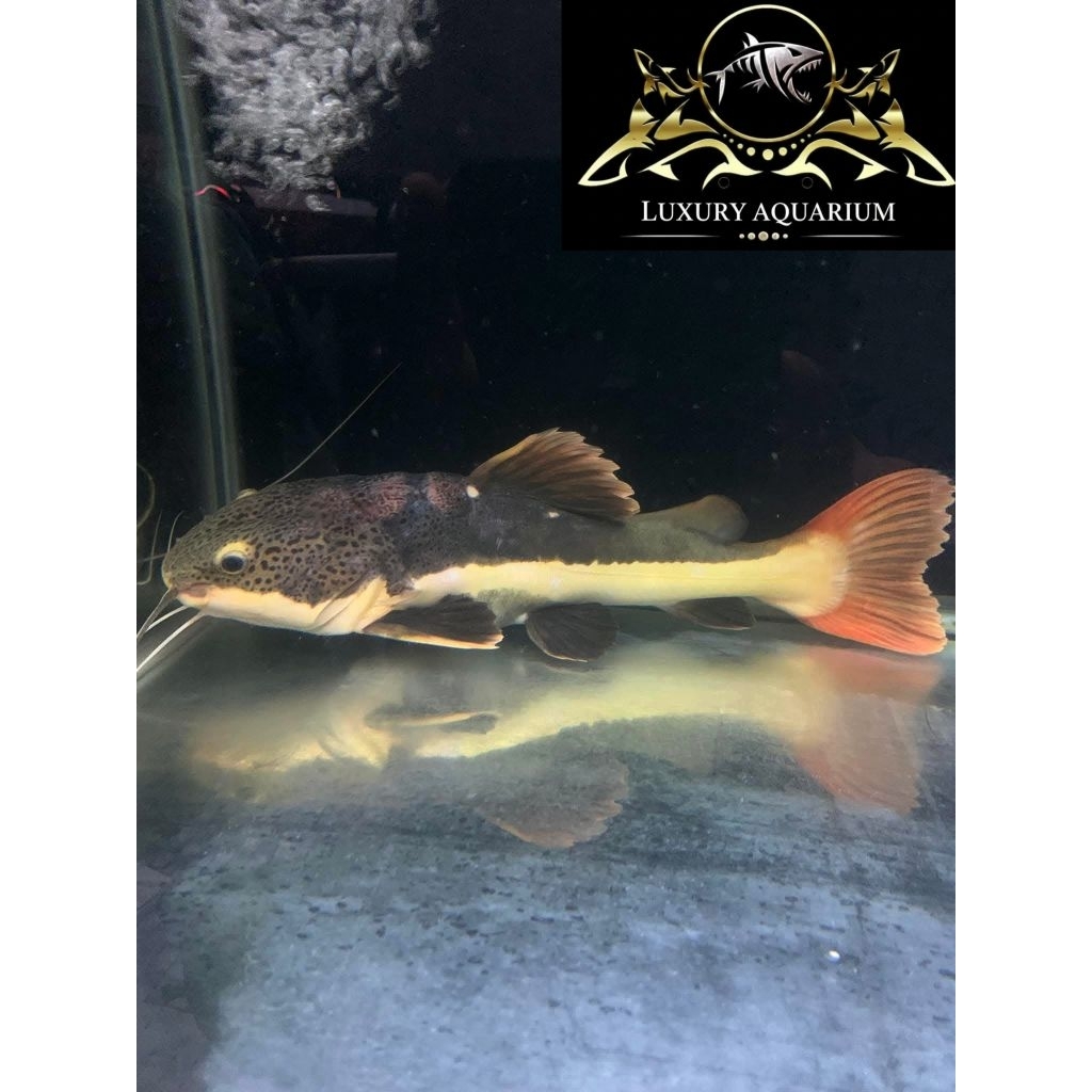 Red Tail Catfish 22-23cm - Ikan Hias Predator