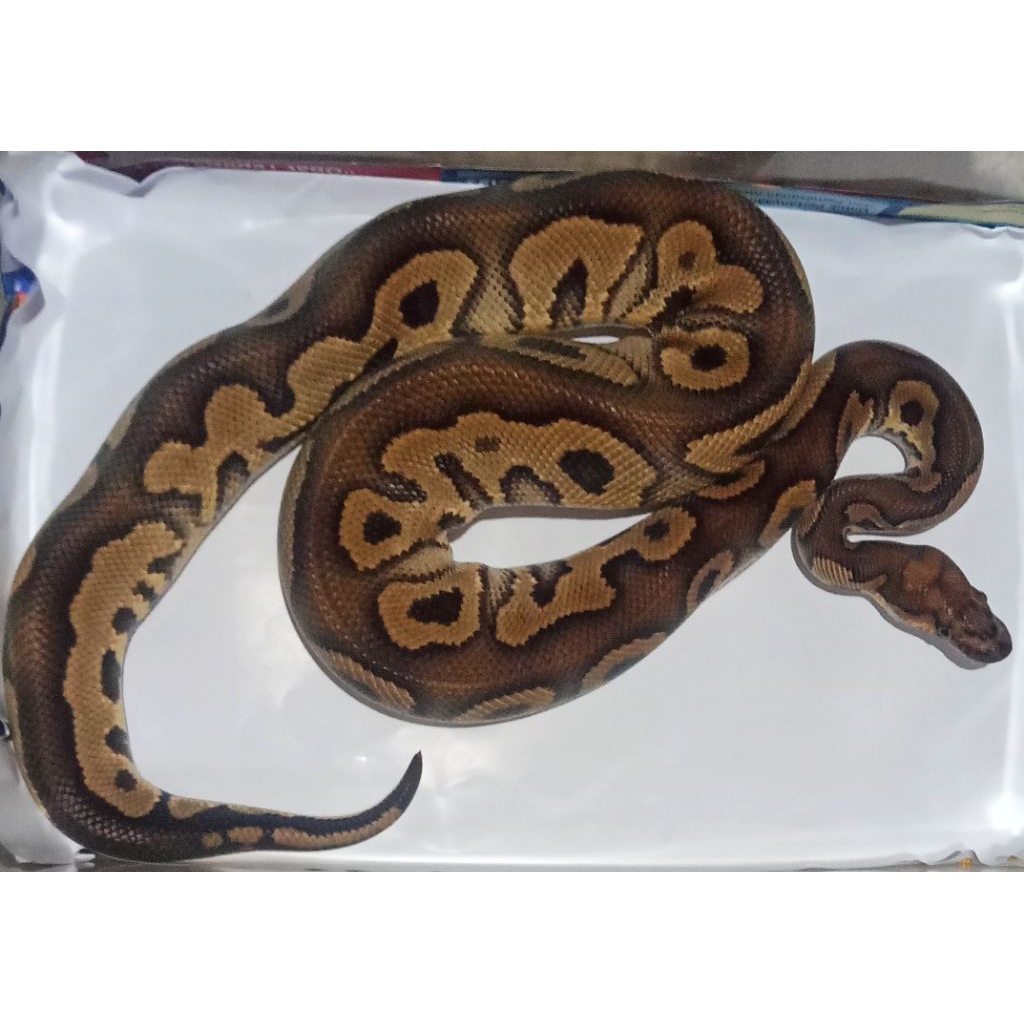 Boneka Pajangan Ball Python Red stripe Clown