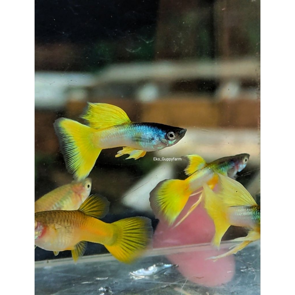 hiasan aquarium guppy yellow pingu