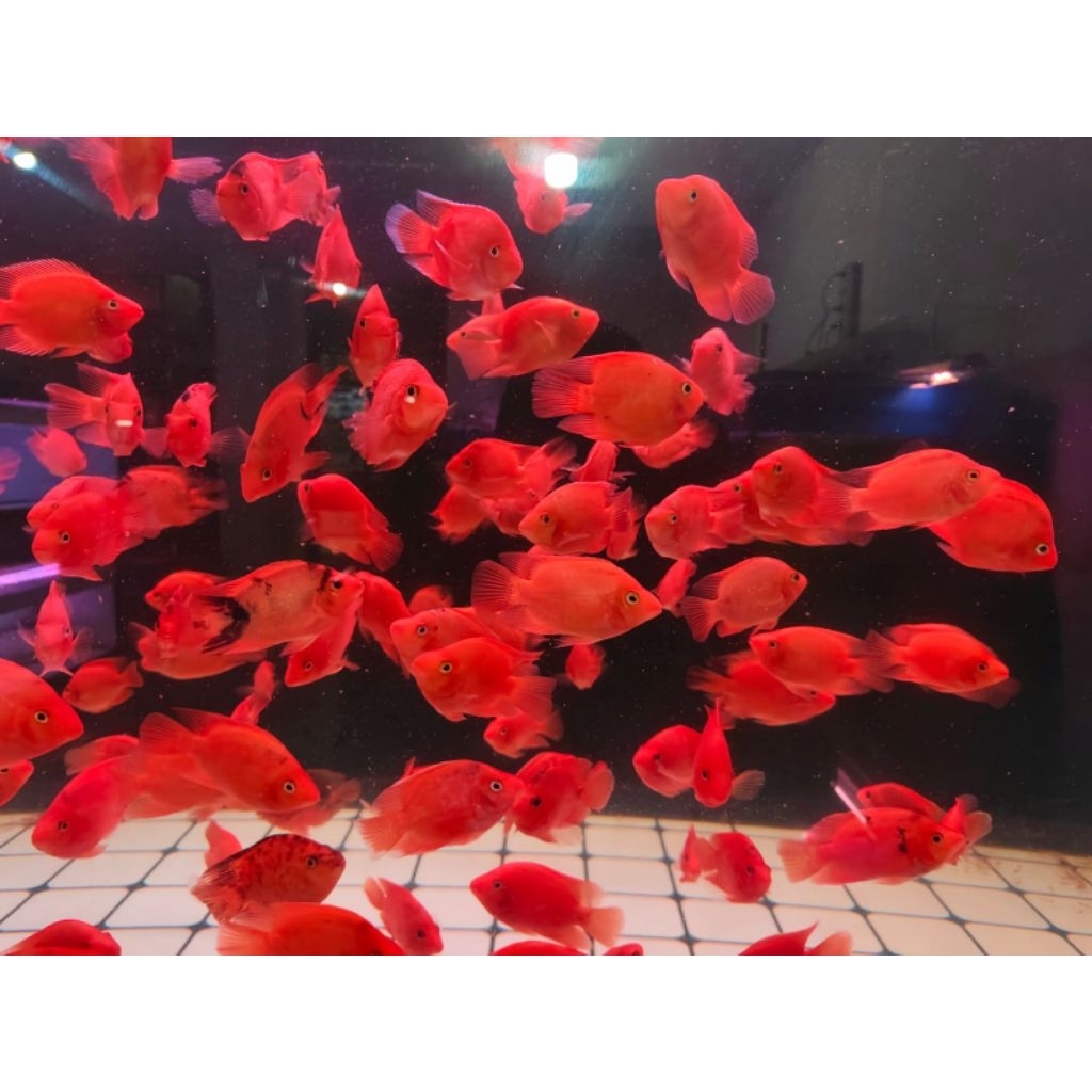 Red Parrot Fish Grade A - Warna Merah Cerah
