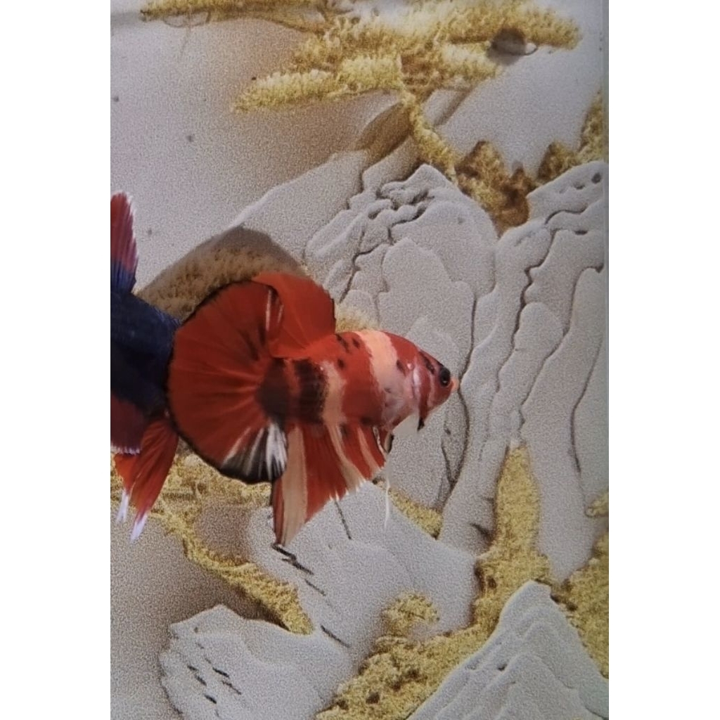 Ikan Hias Cupang Plakat Fancy Nemo Copper