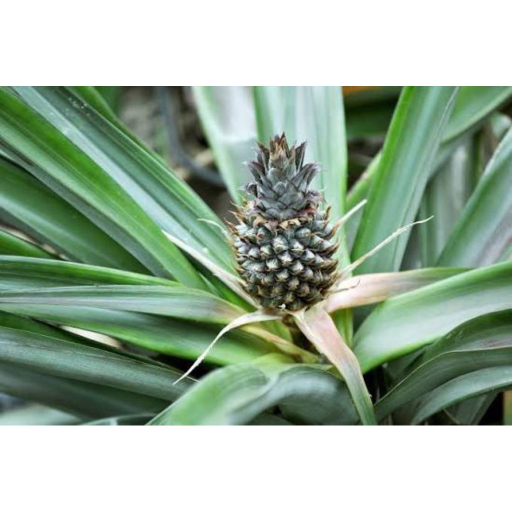 nanas muda obat herbal 1 pcs