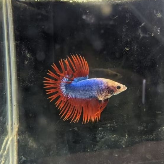 Cupang Crowntail/Serit Maskot Merah Biru Long Fin/Ekor Panjang Merumbai Cocok Untuk Hiasan/Aquascape