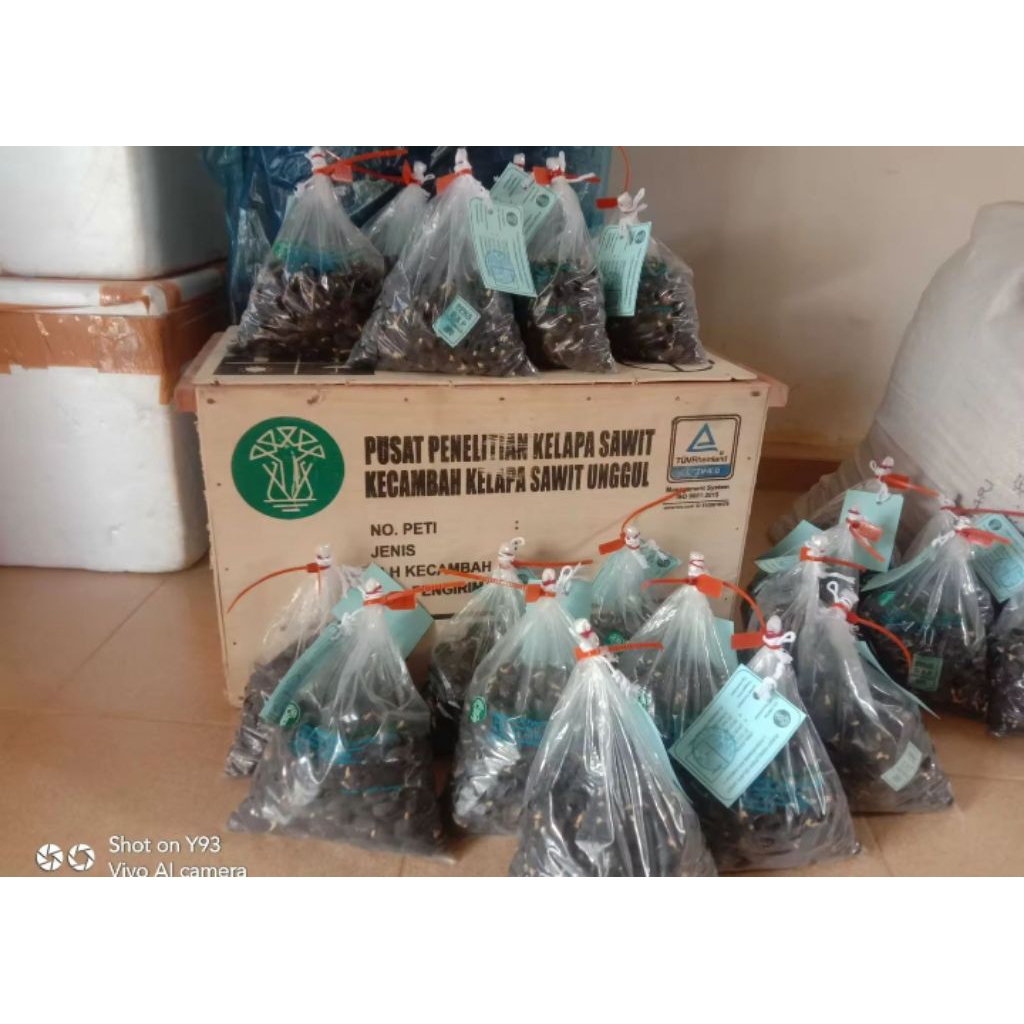 kecambah sawit Medan dxp ppks Medan isi 250