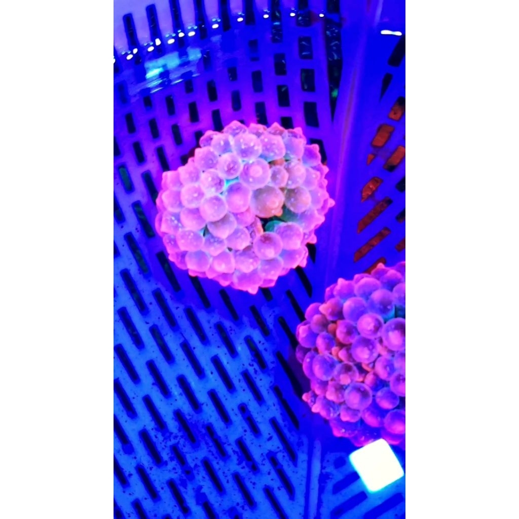 Anemon jagung  merah size S