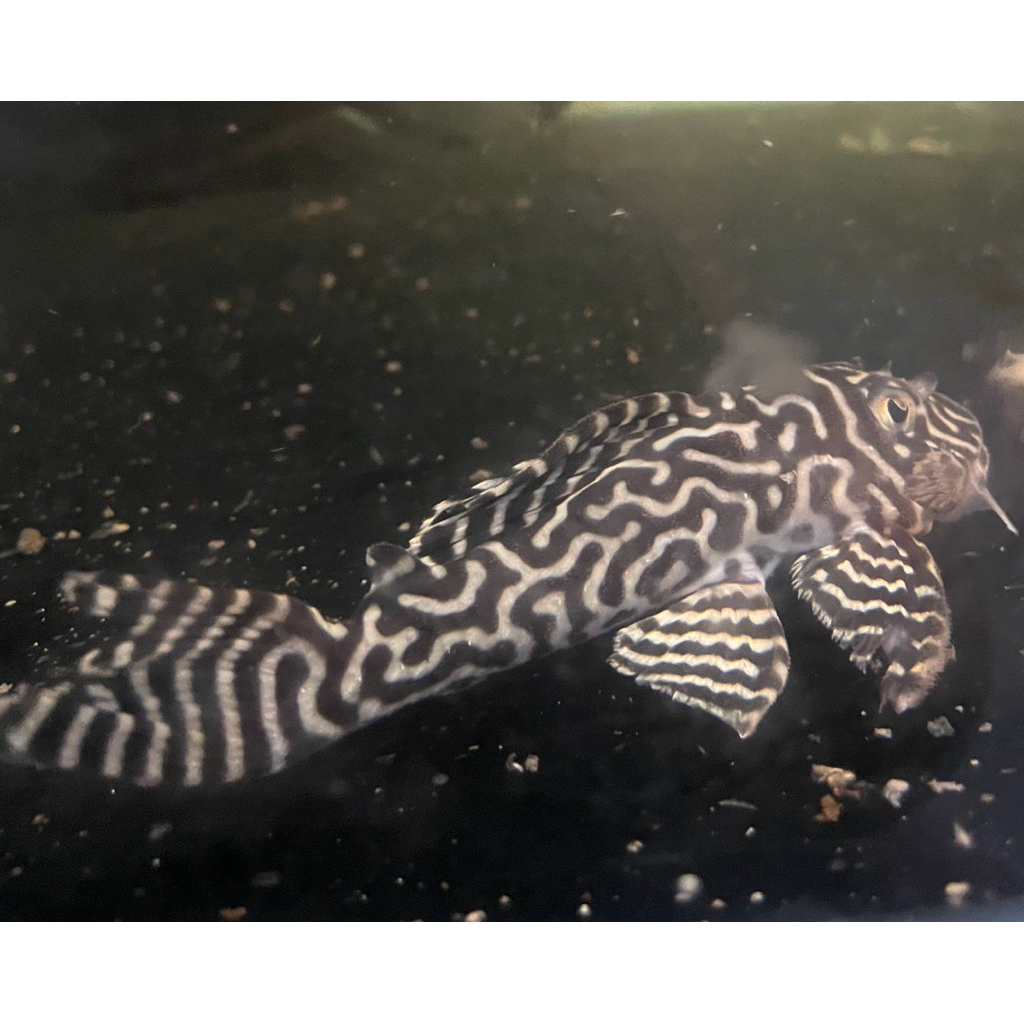 ikan Pleco L 236 size 10-12cm  (pleco l236)