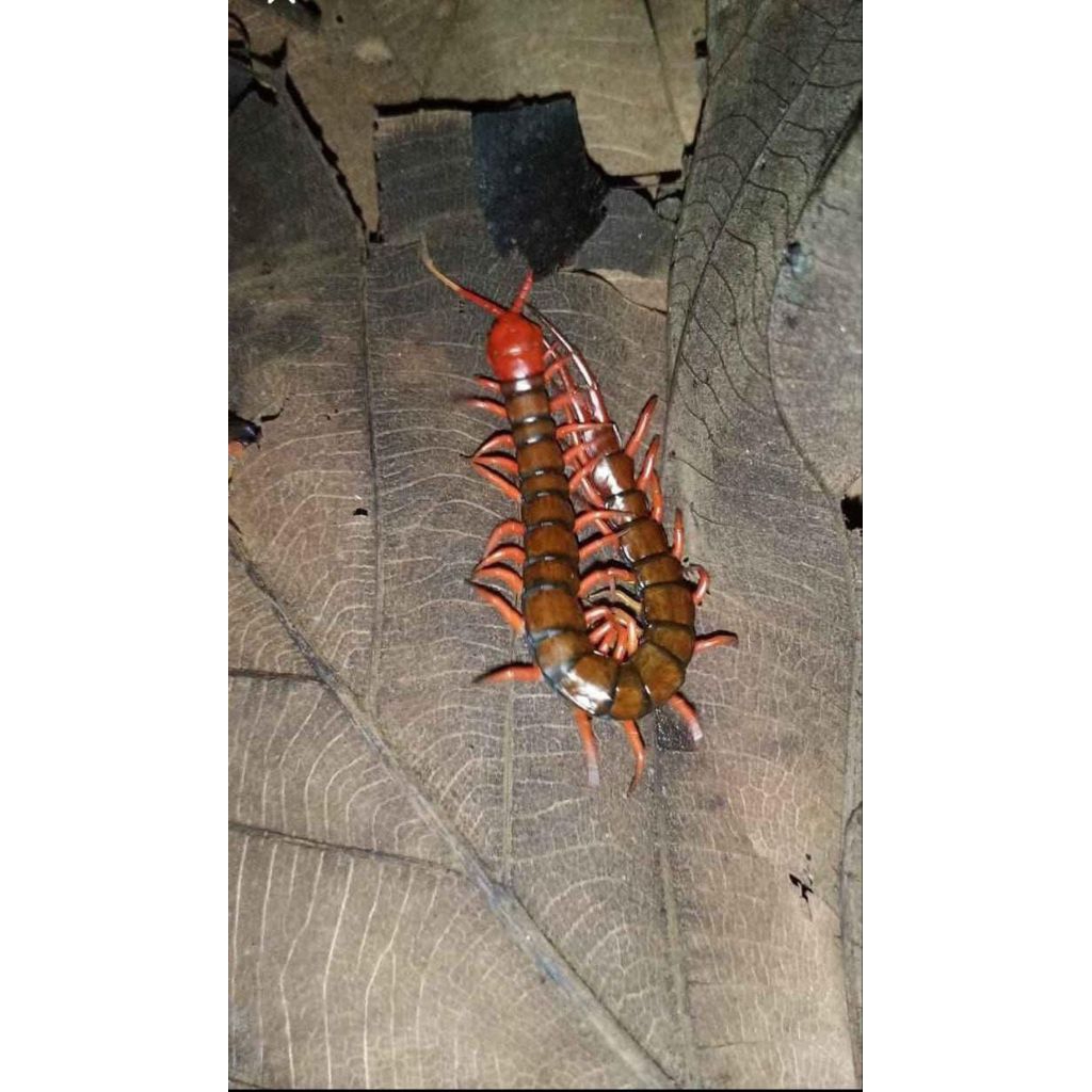 Kelabang Lipan Merah Garansi Hidup ukuran Kecil 5-8cm Pakan Arwana Arowana Lohan Louhan Predator Kac