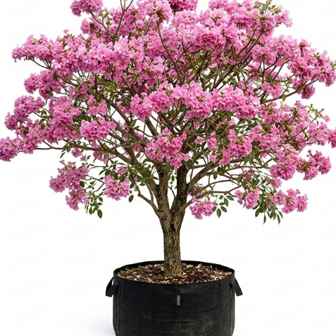 Bibit Bunga Tabebuya Pink / Pohon Tabebuya Pink 80cm-1meter