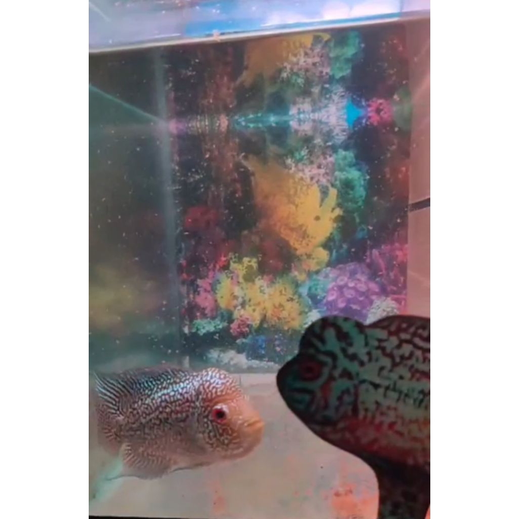 Louhan Kamfa F3 Ori Thailand Full Mutiara Good Quality Hiasan Aquarium