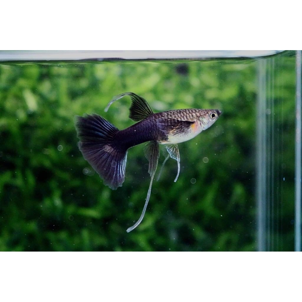 Black Moscow full hitam Guppy hiasan