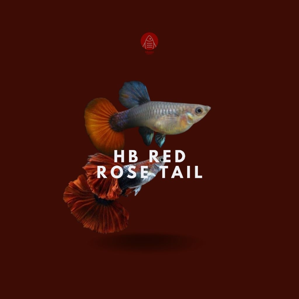 packing kardus HB Red Rose Tail