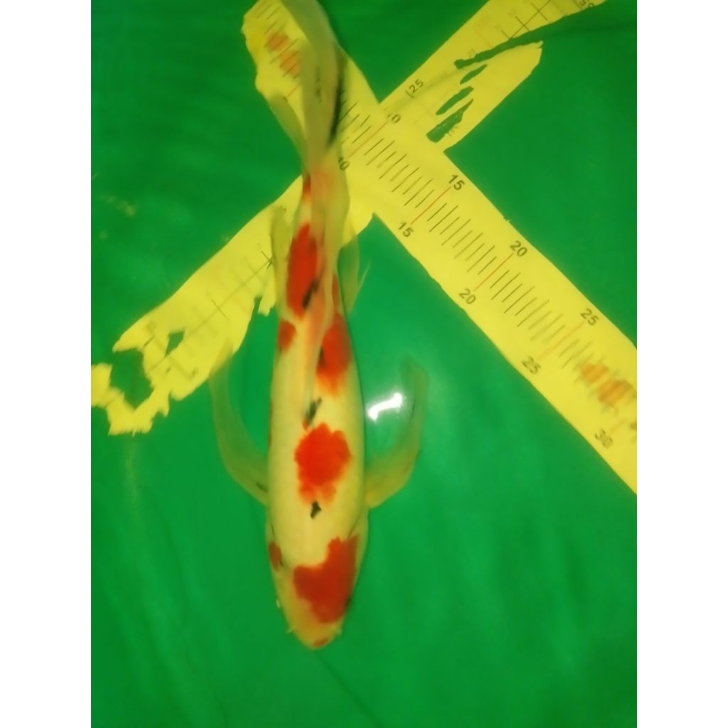 Ikan koi jenis Sanke Slayer 40cm antik bagus