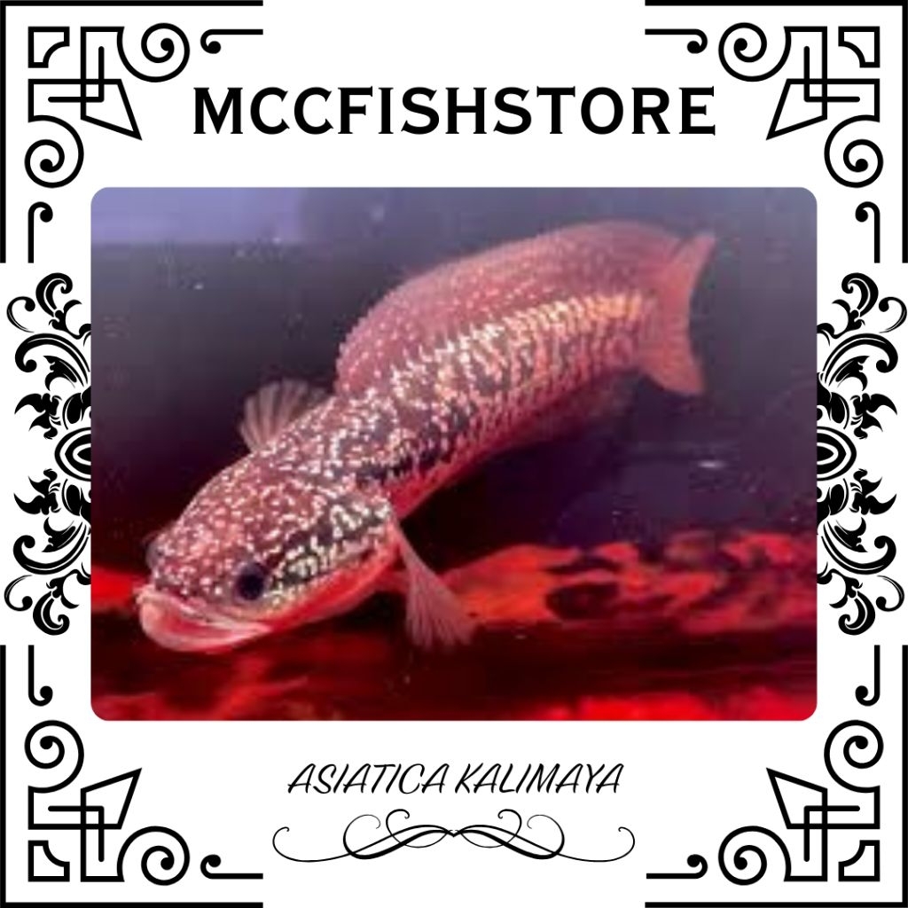 MINIATUR | Asiatica Kalimaya Red Spot | SINGLE TANK - BEST SORTIRAN | Snakehead - Channa Berkulitas 