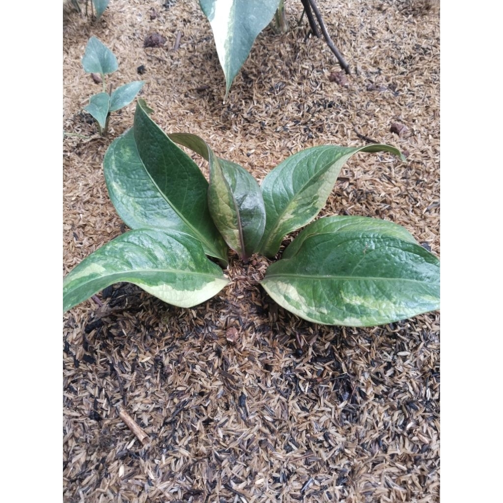 anthurium jemani twister varigata original ( koleksian )