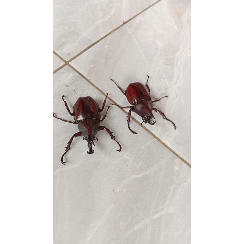 Koleksi Kumbang Badak