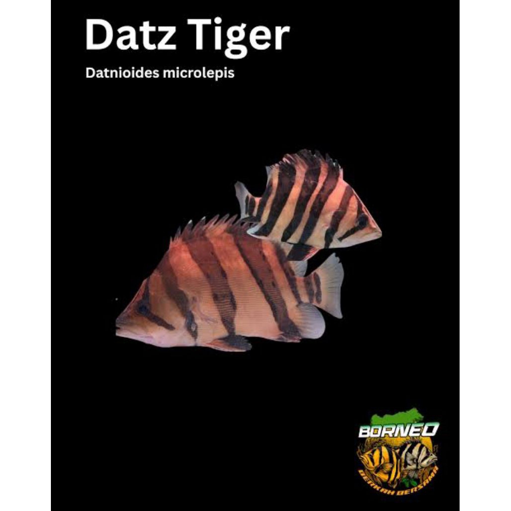 Baby Datz Borneo