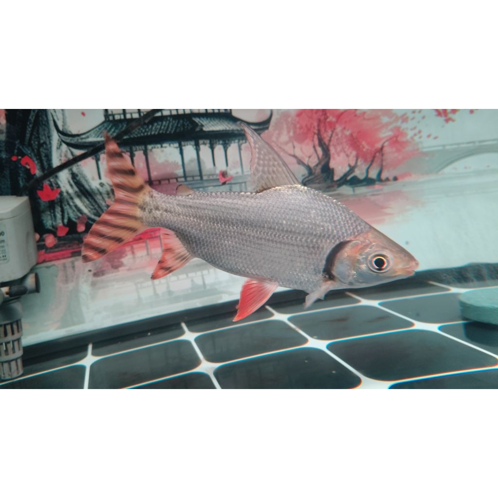 ikan red feifeng 20 cm merah