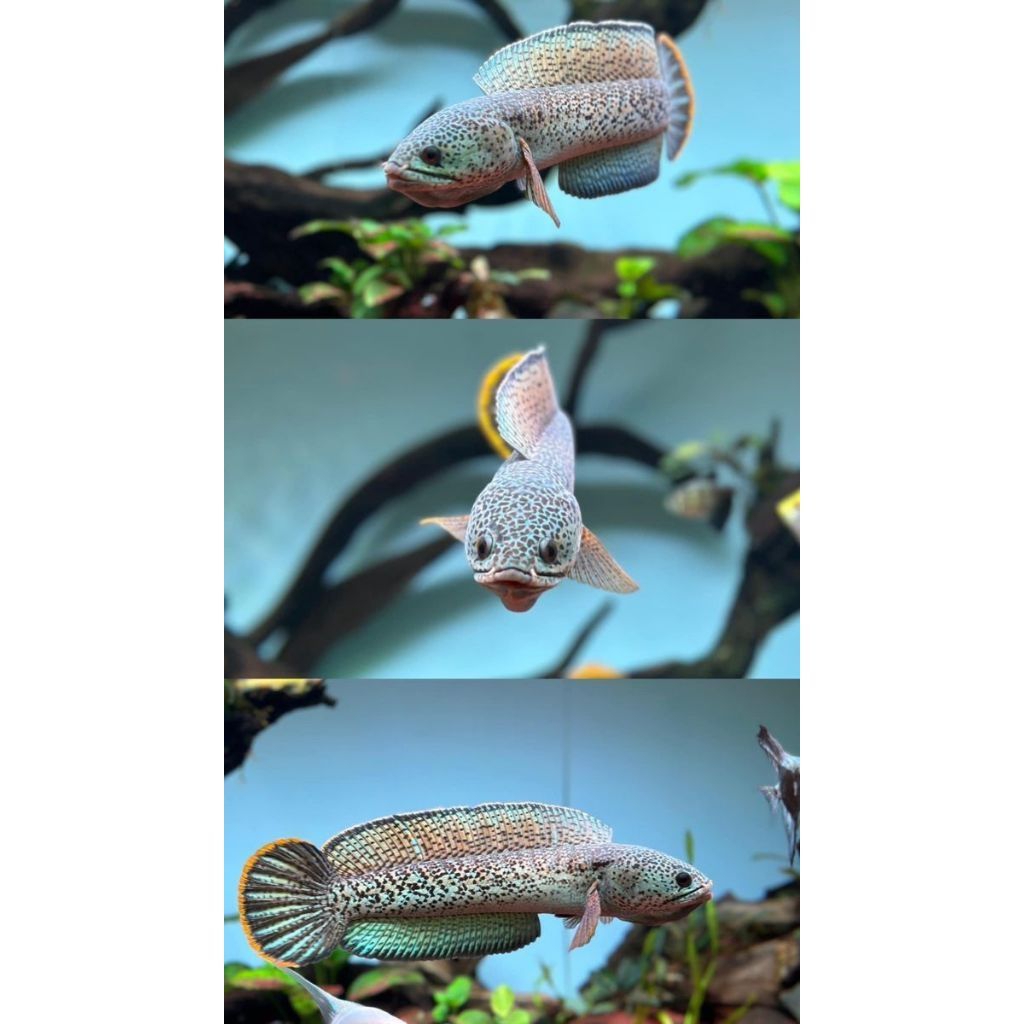 IKAN CANA BARCA 12CM