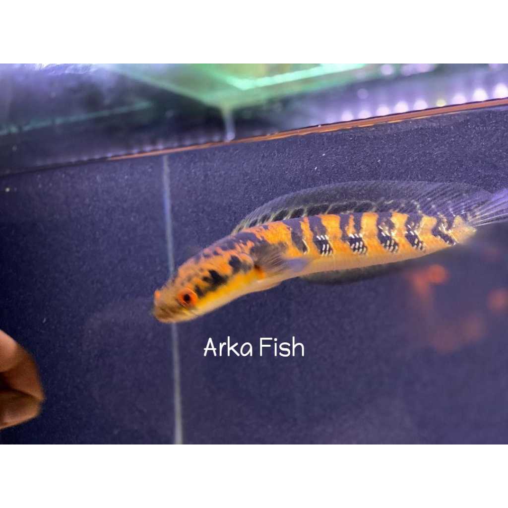 Ikan Yellow Sentarum Mata Merah 8-10cm Hidup Recondisi Kantong Plastik Styrofoam