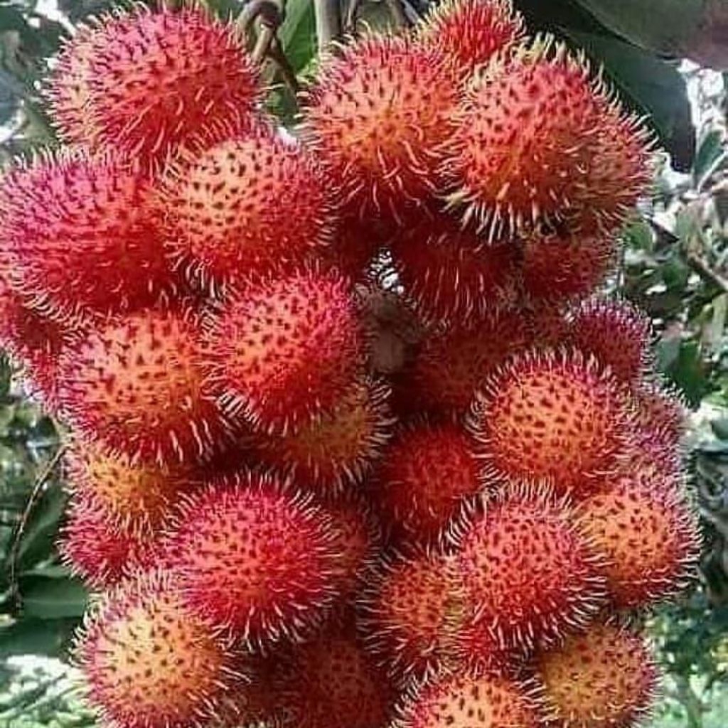 bibit rambutan binjai hasil okulasi cepat bawa bunga buah