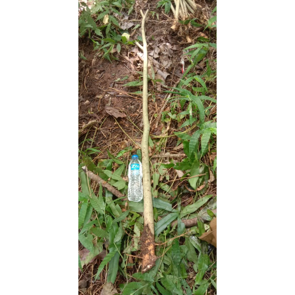 bahan bonsai serut dongkelan batang lurus