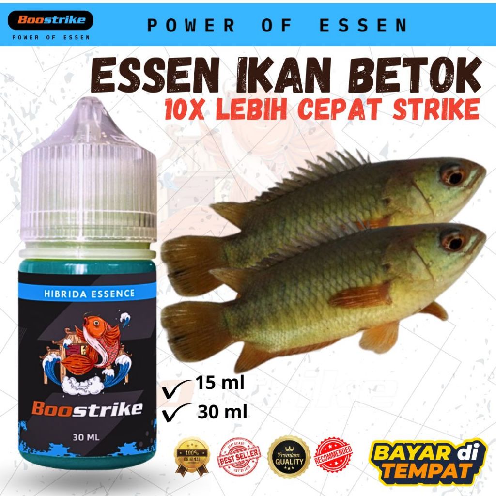 Essen Ikan Betok Paling Ampuh, Umpan Ikan Betok, Mancing Ikan Betok | Boostrike