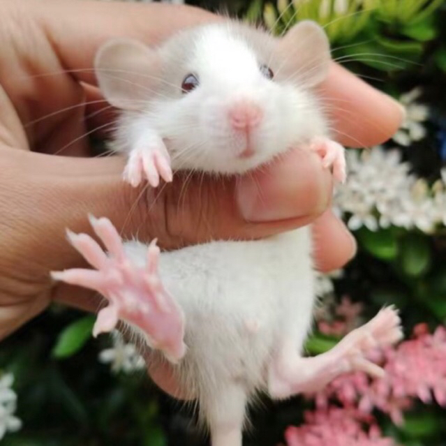 Flash Sale Fancy Rat Dumbo Ear ( Batch 3 )