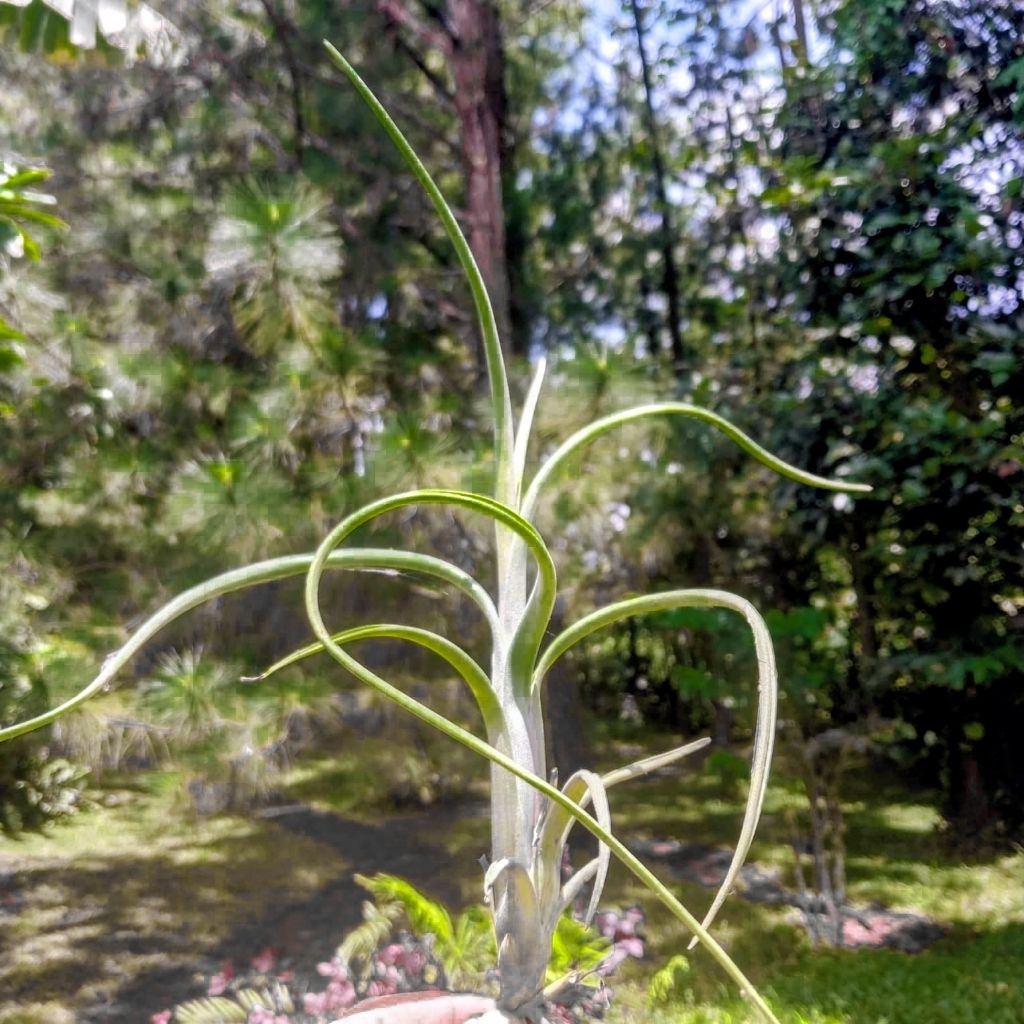 Tanaman Tillandsia intermedia